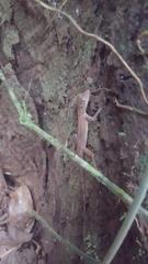 Anolis osa