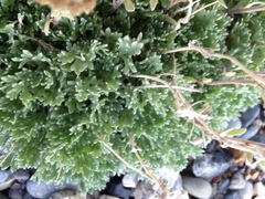 Artemisia glomerata