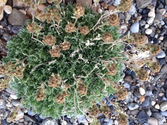 Artemisia glomerata