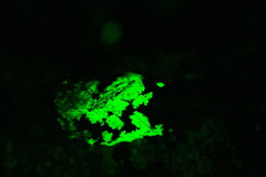 Mycena stylobates