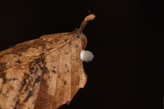 Mycena stylobates