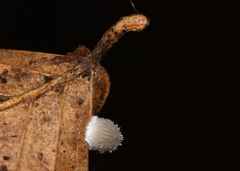 Mycena stylobates