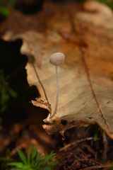 Mycena stylobates