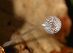 Mycena stylobates