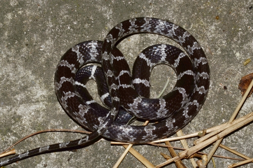 Formosa Wolf Snake