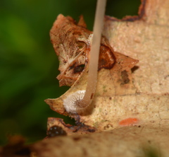 Mycena stylobates