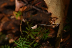 Mycena stylobates