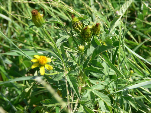 Bidens biternata iNat (3)