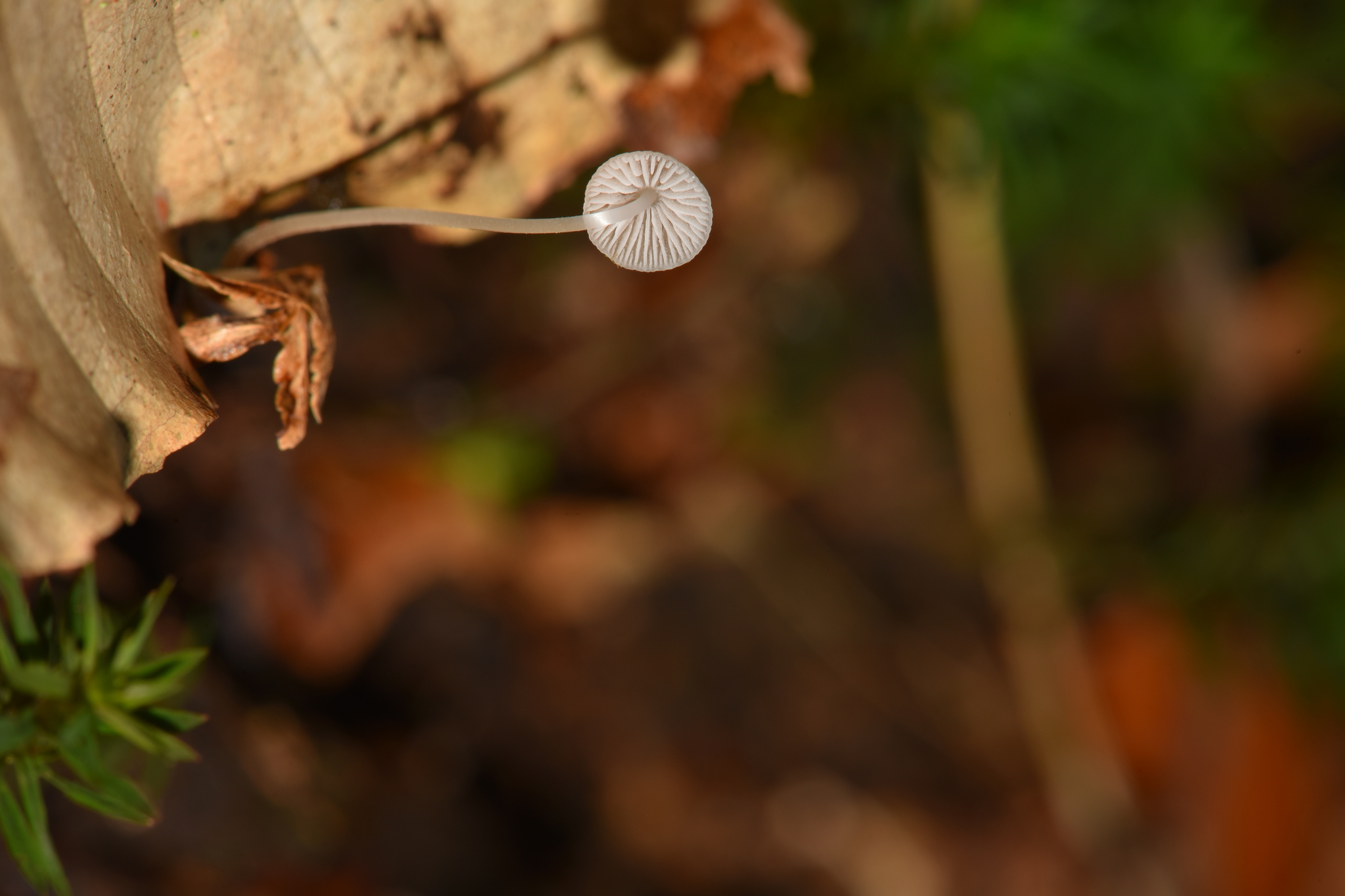 Mycena stylobates image