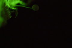 Mycena stylobates