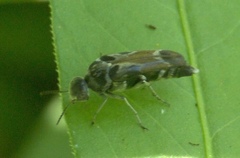 Glipa hilaris