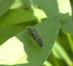 Glipa hilaris