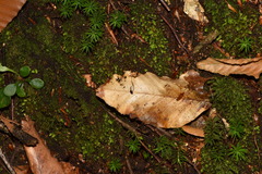 Mycena stylobates