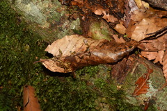 Mycena stylobates