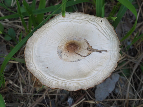 Macrolepiota procera