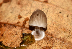 Mycena stylobates