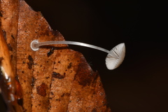Mycena stylobates