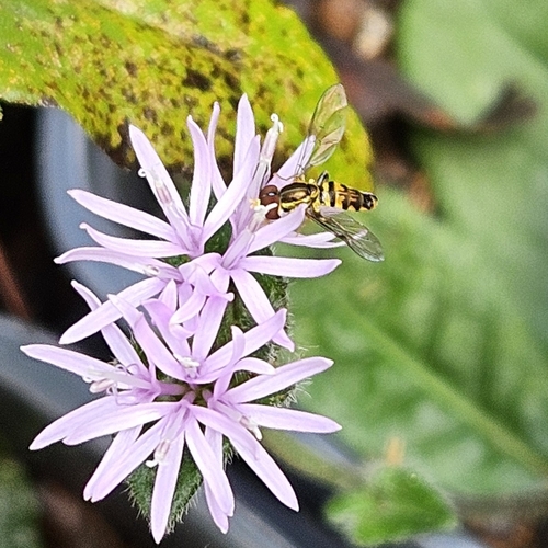 Unknown species found near Holly Springs, GA 30188, USA