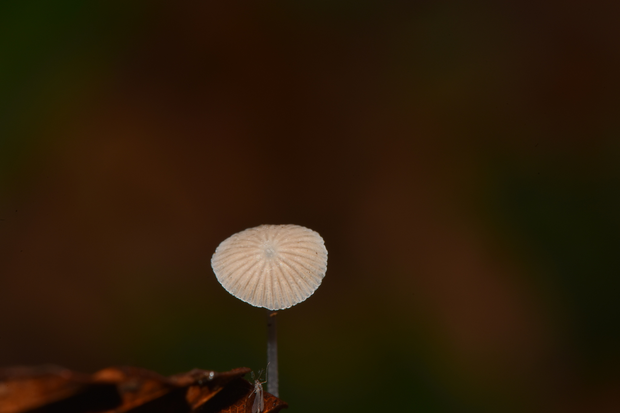 Mycena stylobates image