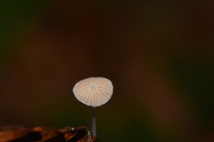 Mycena stylobates