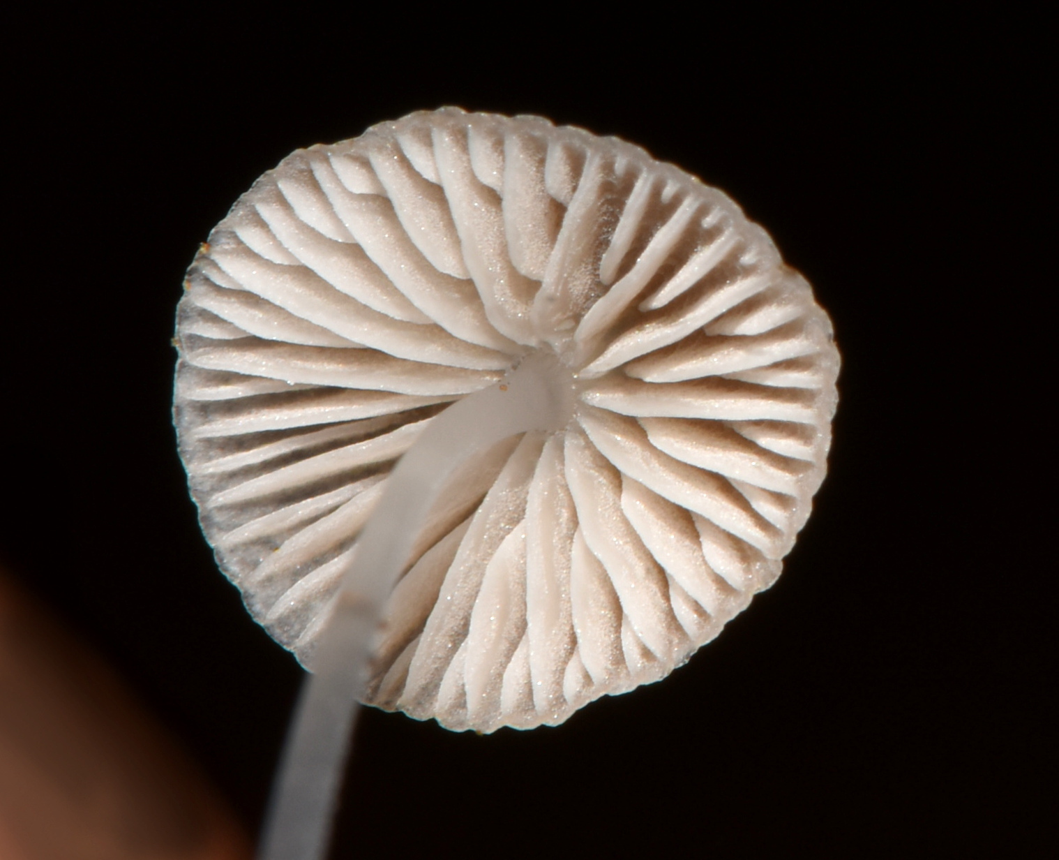 Mycena stylobates image