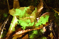 Mycena stylobates