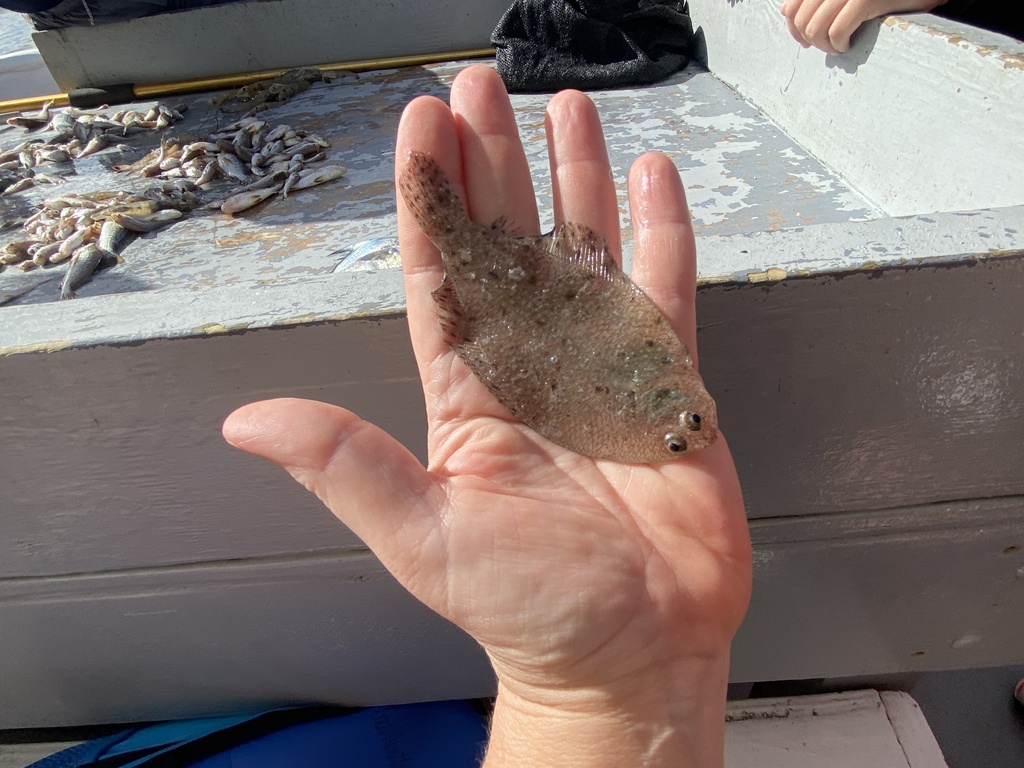 Fringed flounder (Etropus crossotus) — Paralichthyidae