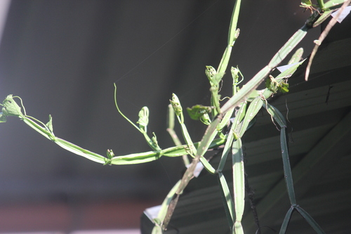 Cissus quadrangularis