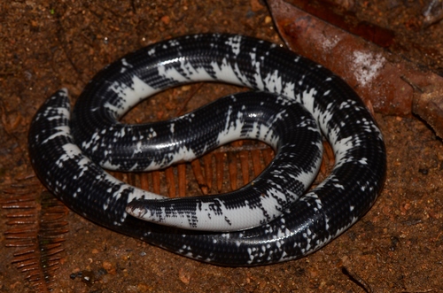 Afrotyphlops liberiensis