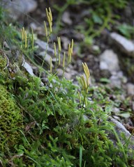 Lycopodium japonicum
