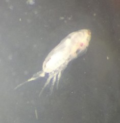 Acartia tonsa