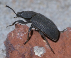Blapstinus fortis
