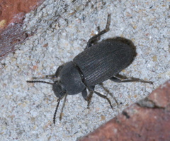 Blapstinus fortis