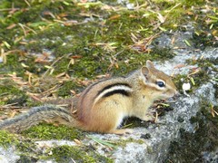 Tamias striatus