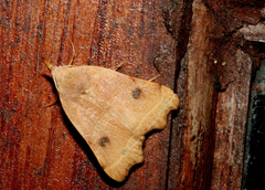 Hondryches phalaeniformis