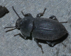 Blapstinus fortis