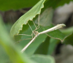 Pterophorini