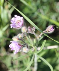 Geranium linearilobum