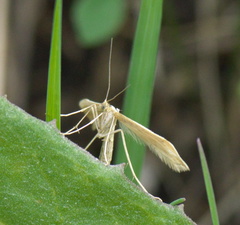 Pterophorini