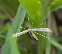 Pterophorini
