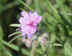 Geranium linearilobum