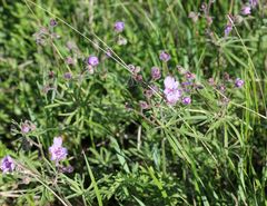 Geranium linearilobum
