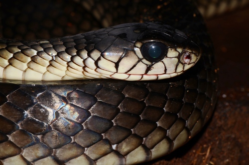Black Tree Cobra