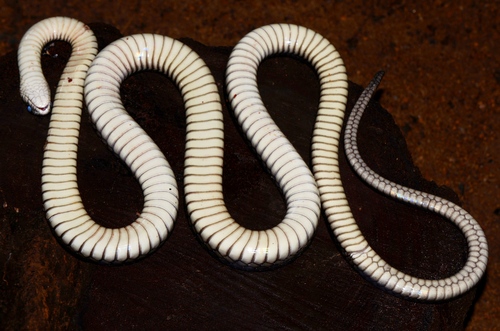 Black Tree Cobra