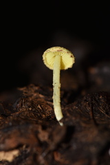 Lepiota trichroma