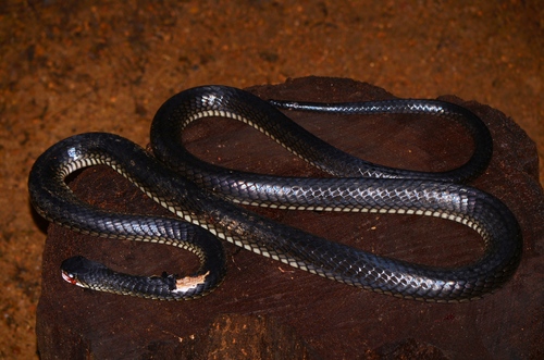 Black Tree Cobra