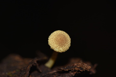 Lepiota trichroma