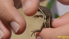 Takydromus wolteri