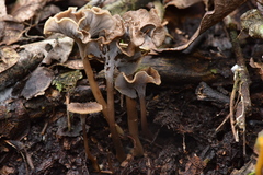 Craterellus subundulatus