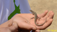 Takydromus wolteri